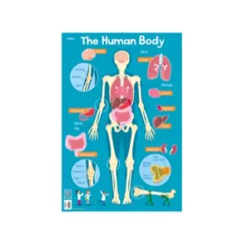 Collins Children's Poster Human Body