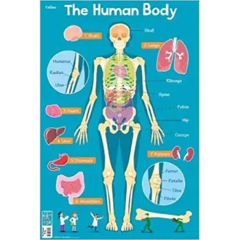 HUMAN BODY (COLLINS CHILDREN’S POSTER)