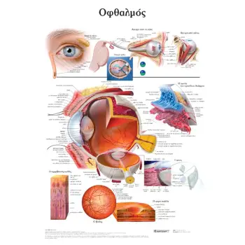 ΟΦΘΑΛΜΟΣ: ΑΝΑΤΟΜΙΚΟΣ ΧΑΡΤΗΣ