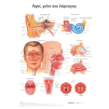 ΑΦΤΙ, ΜΥΤΗ ΚΑΙ ΛΑΡΥΓΓΑΣ: ΑΝΑΤΟΜΙΚΟΣ ΧΑΡΤΗΣ