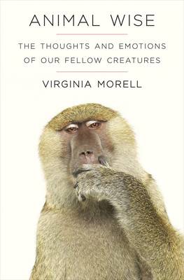 ANIMAL WISE: THE THOUGHTS AND EMOTIONS OF ANIMALS PB ANIMAL WISE: THE THOUGHTS AND EMOTIONS OF ANIMALS PB