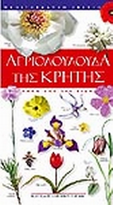 ΑΓΡΙΟΛΟΥΛΟΥΔΑ ΤΗΣ ΚΡΗΤΗΣ